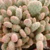 Opuntia_rufida_monstrose